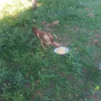 مرغ لاری با دوتا جوجه محلی یک ماهه