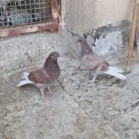 سرخ پرشی