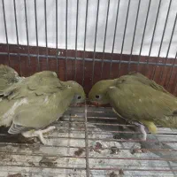 جوجه طوطی پاراکیت ملنگو