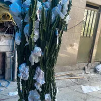کاکتوس افوربیا ۲ متری در حال رشد و دفورمه|گل و گیاه طبیعی|تهران, ملک‌آباد|دیوار