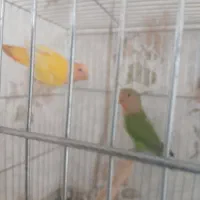 جوجه  های  برزیلی  مالی  فروش