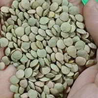 عدس مرغوب وخوش پخت طعم دار