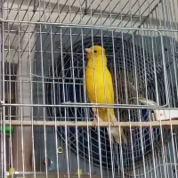 قناری نر و ماده