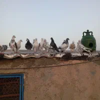کفتر