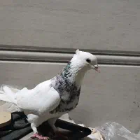 طوقی شازدهی ماده