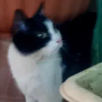 واگذار ی گربه رایگان