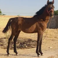 فروش کره اسب مادیون ۱۰ماهه