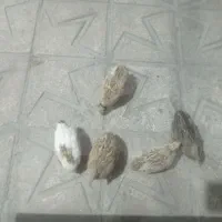 بلدرچین