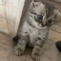 گربه|گربه|مشهد, شاهد (شهرک غرب)|دیوار
