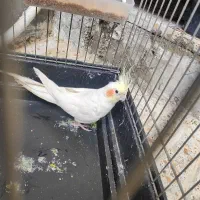 عروس هلندی ماده