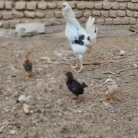 مرغ گلین باجوجه