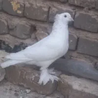 کبوتر