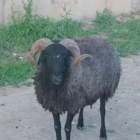 انواع گوسفند