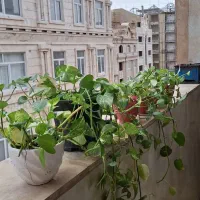 پرورش پتوس با قیمت گلخانه
