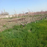 شخم زنی|خدمات باغبانی و درختکاری|ارومیه, |دیوار