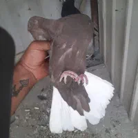 جفت دم سفید
