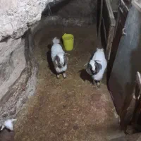 دوعدد بزغاله نر داشتی