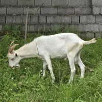 بز سانن اصل و درجه یک