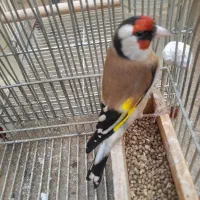 سهره