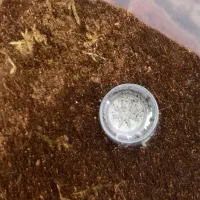 لوازم جانبی سنتپید اگزوتیک