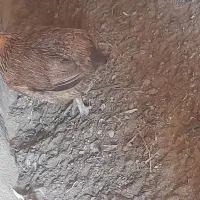 مرغ تپل تخم گذار