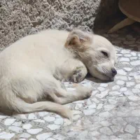 یک عدد سگ خوب و باهوش