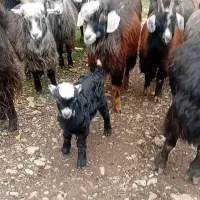 فروش گوسفند و بز