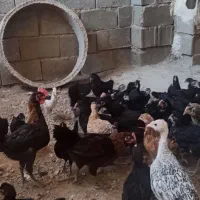 جوجه دوماهه محلی و گلین