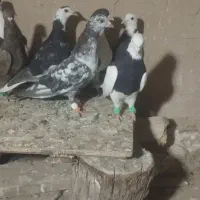 ۱۲عدد کبوتر پرنده