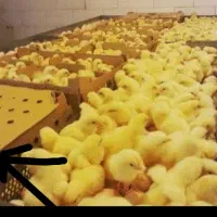 جوجه گوشتی راس امل