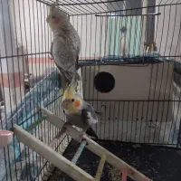 عروس هلندی مولد سهر قناری