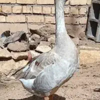 غاز نر می خرم
