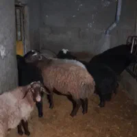 گوسفند نر