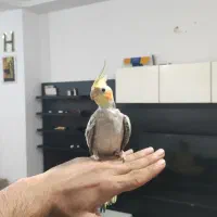 عروس هلندی سخنگو گل باقالی
