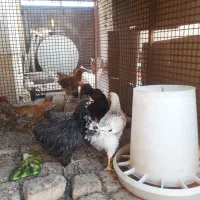 مرغ و نیمچه جوجه
