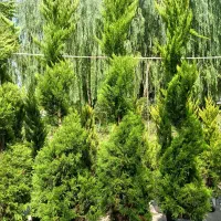 انواع سرو و کاج و یاس درختچه های زینتی رسید