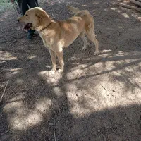 سگ عراقی ماده