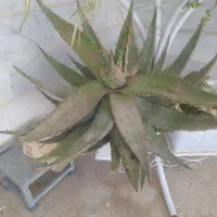 کاکتوس