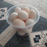 تخم مرغ کردی