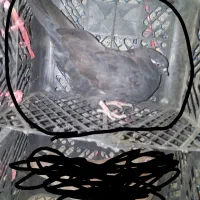 کفتر