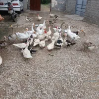 فروش اردک اسراییلی نرو ماده باهم