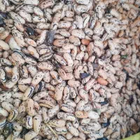 لوبیا اصل