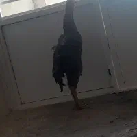 خروس لاری