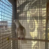 کلفه ماده