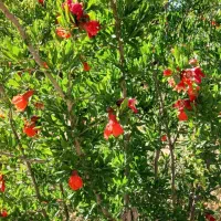 تفریح یاسوج