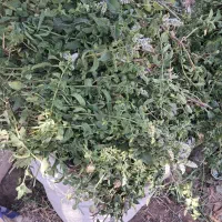 نعنا فرنگی جهت خشک کردن