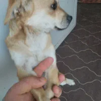 سگ پا کوتاه