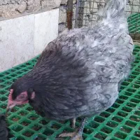 آیسبار نژاد مقاوم و تخم گذار