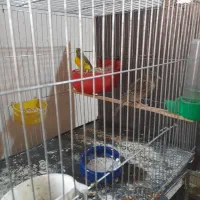 یاسمین با قناری