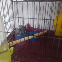 فنچ